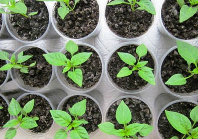 Folk recipes for feeding tomatoes and peppers