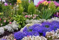 alissum seed cultivation when planted