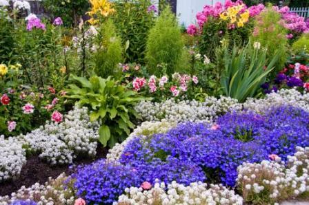 alissum seed cultivation when planted