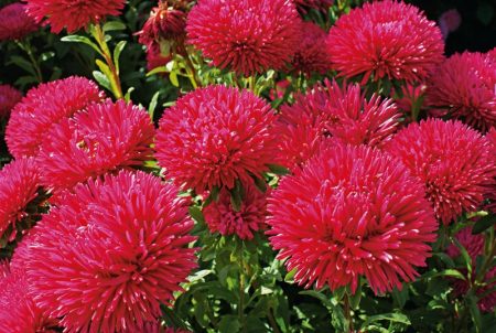 Astra: growing from seeds, when to plant
