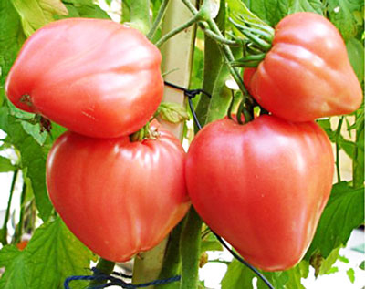 The best varieties of tomatoes of Siberian selection: characteristics and photos