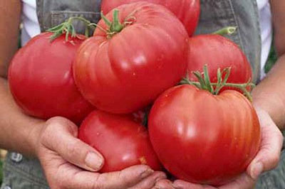 The best varieties of tomatoes of Siberian selection: characteristics and photos