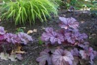 heichera varieties and species