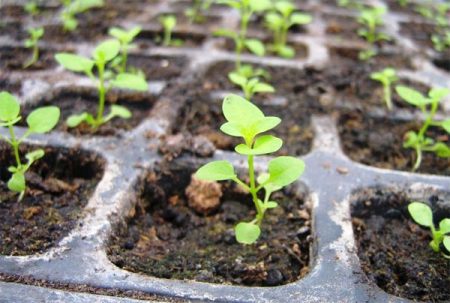godetia seedlings