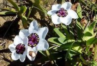 sparaxis garden cultivation and care