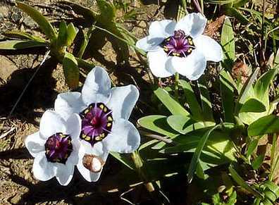 sparaxis garden cultivation and care