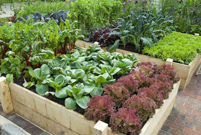 Garden of dreams: do not dig, do not weave and do not water