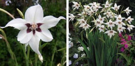 Acidanthera, slijetanje i njega