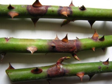 When to open roses after winter