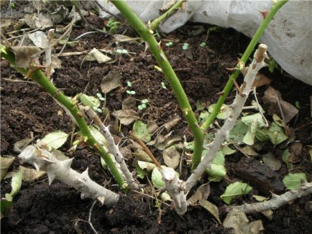 When to open roses in the spring after winter shelters