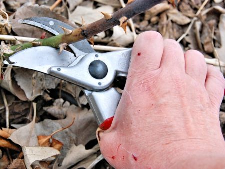 When to open roses in the spring after winter shelters tips