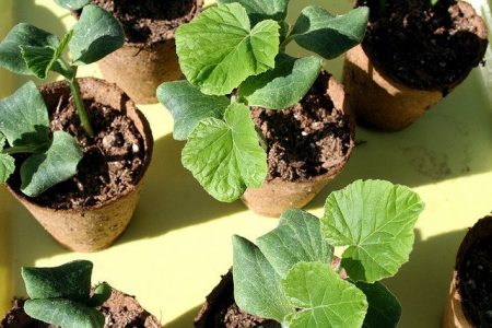 Kada posaditi bundevu za sadnice 2016. godine u predgrađima