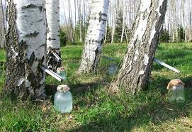 When to collect birch sap in 2017