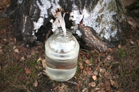 When to collect birch sap in Moscow region