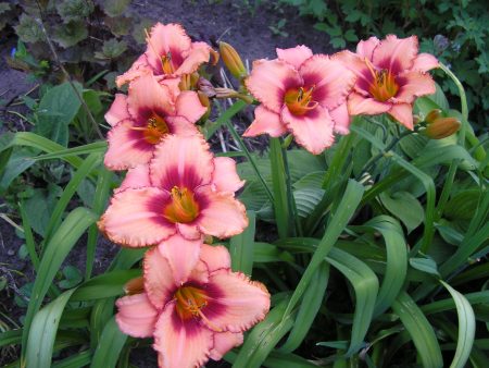 Daylilies in the design of the garden, what colors are combined with, photo