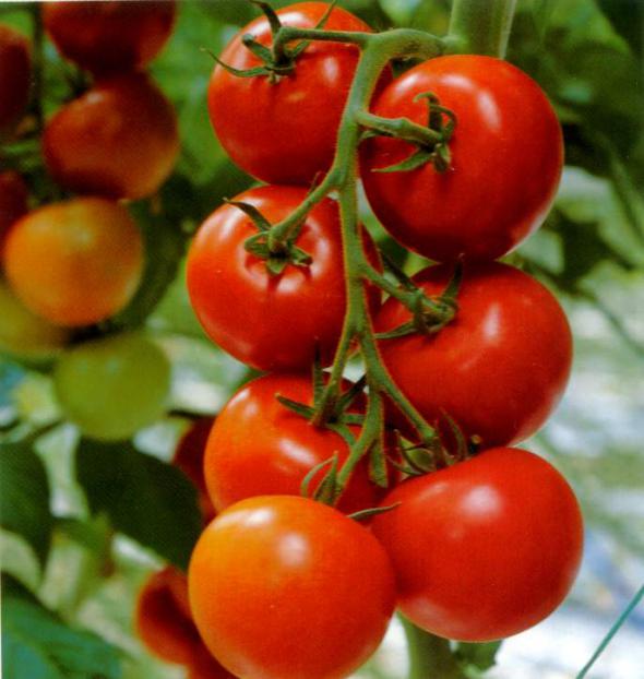 The most fruitful varieties of tomatoes