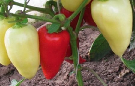 Varieties of sweet pepper for open ground