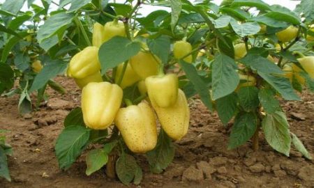 Varieties of thick-walled pepper for open ground