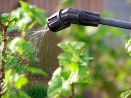 spring garden spraying