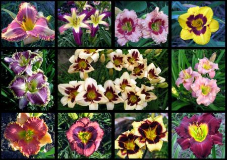 types of daylilies in the garden