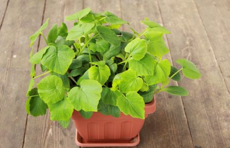 growing pumpkin seedlings