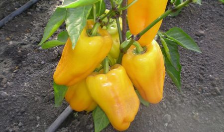 pepper lemon wonder