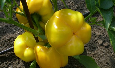 pepper sun italy
