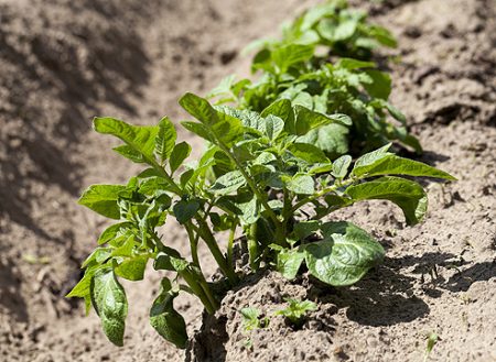 planting potatoes in may