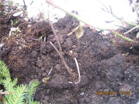 remove winter shelter from roses