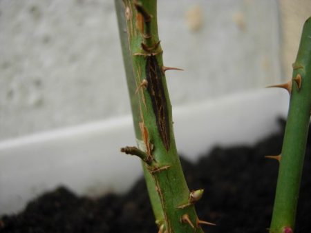 opening dates of roses