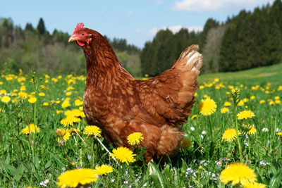 Chicken droppings: as fertilizer, how to breed