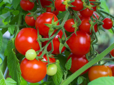 Tomato Intuition recenzije, fotografije, produktivnost