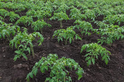 When to plant tomatoes in open ground in the suburbs