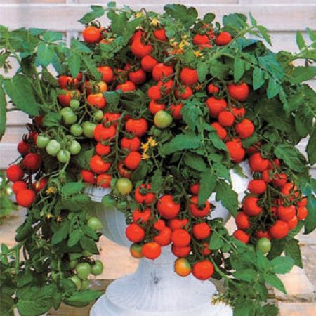 Outdoor Cherry Tomatoes, undersized