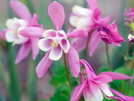 aquilegia seed cultivation