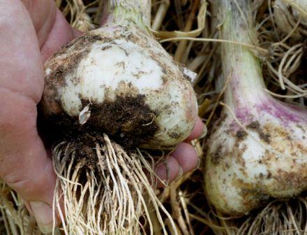 garlic disease