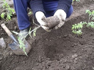 When to plant tomatoes in open ground in the suburbs