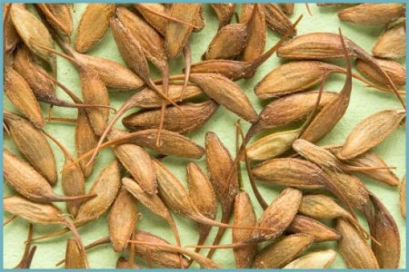 gravilate seeds