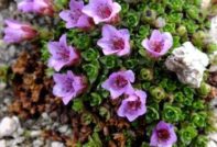 saxifrage planting and care