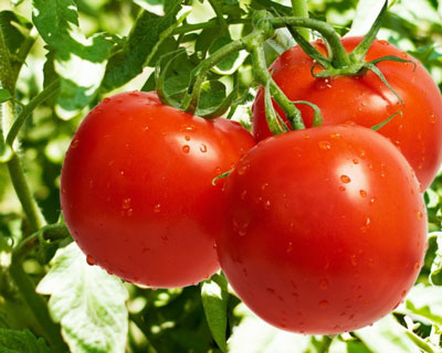 When to plant tomatoes in open ground in the suburbs