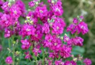 matthiola seed cultivation