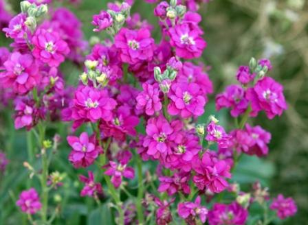 matthiola seed cultivation