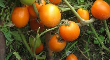 What varieties of tomato fruitful