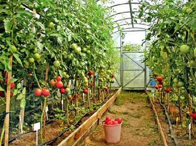Tomato Intuition recenzije, fotografije, produktivnost