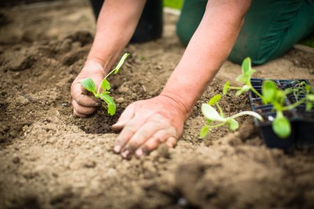 June white cabbage: when to plant for seedlings