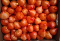 rajčica prima donna recenzije