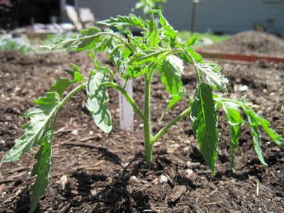 When to plant tomatoes in open ground in the suburbs