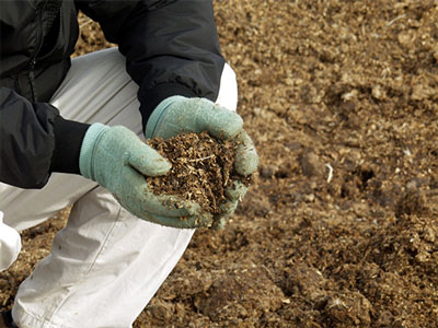 Chicken droppings: as fertilizer, how to breed