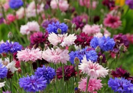 Terry cornflower, uzgoj