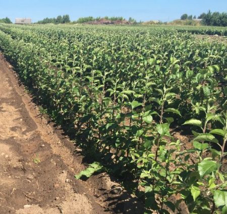 Where to buy seedlings of fruit trees in Moscow in a nursery